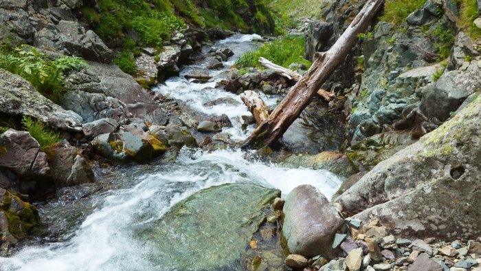 Rivière avec un tronc au milieu, entourée de rochers et de mousses